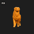065-Australian_Shepherd_Dog_Pose_02.gif Australian Shepherd Dog 3D Print Model Pose 02