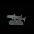 Barracuda-huba-trophy-2.gif fish great barracuda statue detailed texture for 3d printing