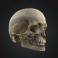 dbx-human-skull-3874834.gif DBX Pack2 Human Skull Stl Obj Glb for 3D Printer