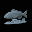 Dentex-statue-1-2.gif fish Common dentex / dentex dentex statue underwater detailed texture for 3d printing