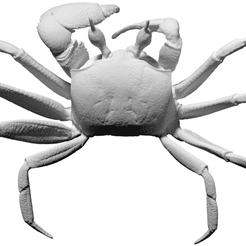 Ghost-Crab.gif Télécharger fichier STL gratuit Crabe fantôme • Plan pour impression 3D, ThreeDScans