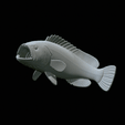 White-grouper-open-mouth-1-5.gif fish white grouper / Epinephelus aeneus trophy statue detailed texture for 3d printing