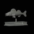 zander-statue-4-open-mouth-1-3.gif fish zander / pikeperch / Sander lucioperca  open mouth statue detailed texture for 3d printing