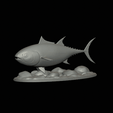 Bluefin-tuna-2.gif Atlantic bluefin tuna / Thunnus thynnus / Tuňák obecný  fish underwater statue detailed texture for 3d printing