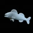 zander-open-mouth-tocenej-4.gif fish zander / pikeperch / Sander lucioperca trophy statue detailed texture for 3d printing
