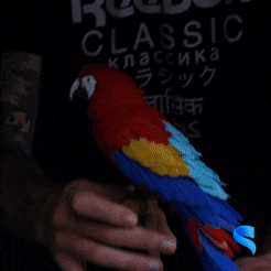 Macaw-Feather-Puzzle-GIF-1.gif Fichier 3D Casse-tête en plumes d'ara・Modèle à télécharger et à imprimer en 3D