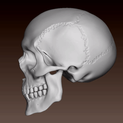 skull_01b.gif STL-Datei Schädel_01 einteilig・Modell zum Herunterladen und 3D-Drucken