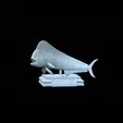 mahi-mahi-model-1-2.gif fish mahi mahi / common dolphin trophy statue detailed texture for 3d printing