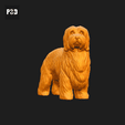 522-Coton_De_Tulear_Pose_03.gif Coton De Tulear Dog 3D Print Model Pose 03