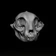 Video_1663273241.gif Cat Skull Study