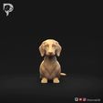 Dachshund-Smooth-Haired-Pose-07.mp4 Teckel à poil lisse Pose 07