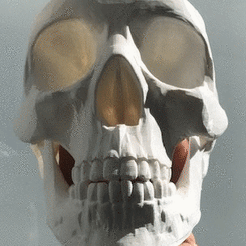 ezgif.com-gif-maker.gif Free STL file Skull Tidy・3D printable model to download, elaticoacido