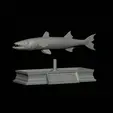 Barracuda-mouth-statue-6.gif fish great barracuda / Sphyraena barracuda open mouth statue detailed texture for 3d printing