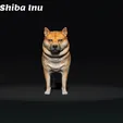 Shiba-Inu.gif Shiba Inu - 柴犬 - Dog Breed - 3d print model