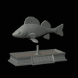 Perch-statue-6.gif fish perch / Perca fluviatilis statue detailed texture for 3d printing