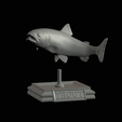 Rainbow-trout-trophy-open-mouth-1-3.gif fish rainbow trout / Oncorhynchus mykiss trophy statue detailed texture for 3d printing