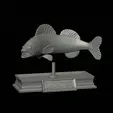 zander-statue-4-mouth-open-4.gif fish zander / pikeperch / Sander lucioperca open mouth statue detailed texture for 3d printing