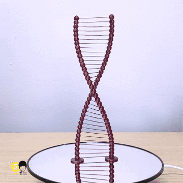 완-gif2.gif Archivo STL Hermosos puentes ADN・Diseño de impresión en 3D para descargar, Eunny