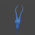 ezgif.com-video-to-gif-converter-14.gif Antelope skull with horns