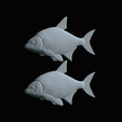 Bream-fish-2.gif fish Common bream / Abramis brama solo model detailed texture for 3d printing