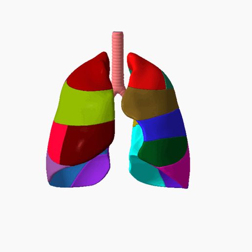14.gif Lower respiratory tract Lung 3D SEGMENTED in 19 PARTS
