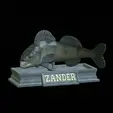 zander-statue-4-mouth-open-2.gif fish zander / pikeperch / Sander lucioperca open mouth statue detailed texture for 3d printing