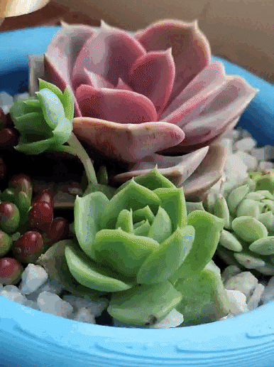 WhatsApp-Video-2023-09-26-at-11.40.18-AM.gif POT NOZZLE 0.FLOWER