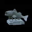 Bass-stocenej.gif fish bass trophy statue detailed texture for 3d printing