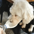 Untitled-video-Made-with-Clipchamp-1.gif Thirst Bowl for Pets, Water Bottle Attachment