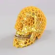 HoneyComb-Skull.gif Honeycomb Skull