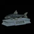 Gudgeon-model.gif fish gudgeon / gobio gobio statue detailed texture for 3d printing