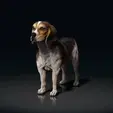 Beagles_Standing_position02.gif Beagle - STL & VRML COLOR FORMAT !- HUSH PUPPY - DOG BREED - SITTING POSE - 3D PRINT MODEL