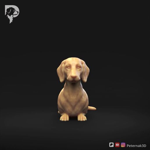Dachshund-Smooth-Haired-Pose-07.mp4 Teckel à poil lisse Pose 07