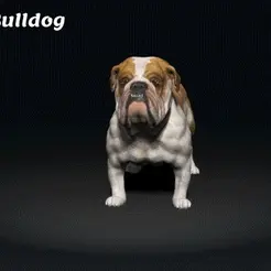 BullDog.gif Bulldog - DOG BREED - CANINE -3D PRINT MODEL