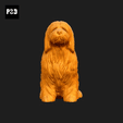 166-Bearded_Collie_Pose_04.gif Bearded Collie Dog 3D Print Model Pose 04