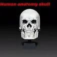 Skull.gif Human Head - Anatomy Skull- Reference Tool