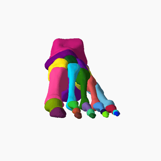 11.gif SKELETON OF THE LEFT FOOT 3d SEGMENTED MODEL 27 PARTS