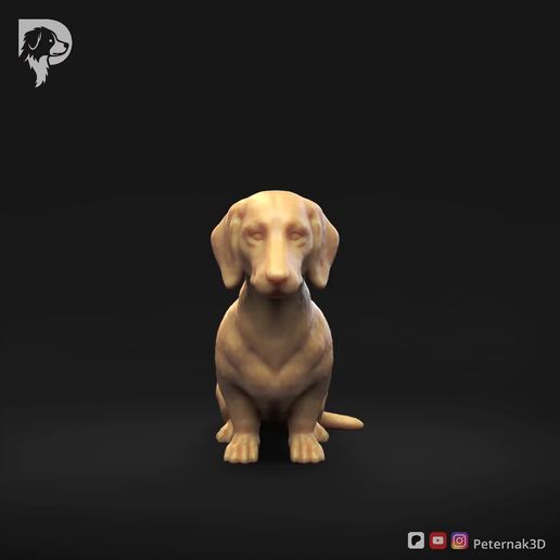 Dachshund-Smooth-Haired-Pose-04.mp4 Teckel à poil lisse Pose 04