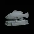Dusky-grouper-2.gif fish dusky grouper / Epinephelus marginatus statue detailed texture for 3d printing