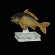 ezgif.com-animated-gif-maker.gif fish carp / Cyprinus carpio in motion trophy statue detailed texture for 3d printing