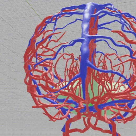 brain,-hemisphere,-cavernous,-human-brain,-brain-stem,-cerebral,-cranial,-nerve,-vein,-willis-circle.gif Modèle de cerveau en 3D avec hémisphère, tronc cérébral, cervelet et système artériel et veineux très détaillé, y compris le cercle de Willis.