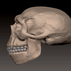 neanderthal_cults.gif Fichier STL crâne de néandertalien, en une seule pièce・Modèle à télécharger et à imprimer en 3D