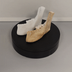 Mandibula-izquierda-con-dientes.gif Archivo STL gratis Mandíbula humana con dientes (Escala 1:1)・Diseño de impresora 3D para descargar, ILG3D