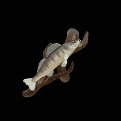 zander-klacky-high-quality.gif STL file big old zander / pikeperch underwater statue on the wall detailed texture for 3d printing・3D printable model to download