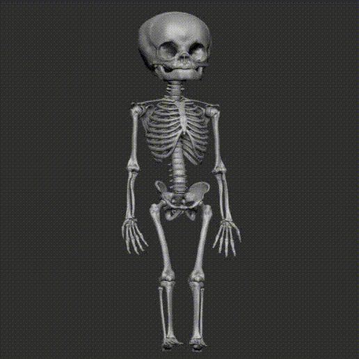 Turntable2-1.gif Fetus infant skeleton