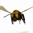 tinywow_VID-BEE_35537318.gif DOWNLOAD BEE 3D Model BEE - Obj - FbX - 3d PRINTING - 3D PROJECT - BLENDER - 3DS MAX - MAYA - UNITY - UNREAL - CINEMA4D - BEE GAME READY - POKÉMON - RAPTOR