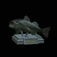 Bass-stocenej-FR-1.gif fish bass trophy statue detailed texture for 3d printing