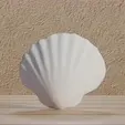 Coquillage-Coquille-St-jacques.gif File : Shell reproduction - Coquille st Jacques in digital format