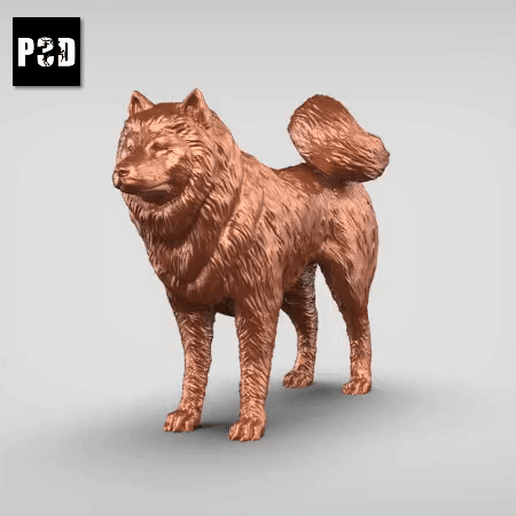 Samoyed V3 3D model