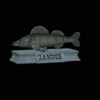 Zander-statue-4.gif fish zander / pikeperch / Sander lucioperca statue detailed texture for 3d printing